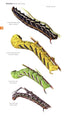 Field Guide to the Moths of Great Britain and Ireland - Waring, P. 2018
